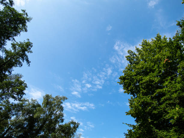 istock View to trees and blue sky in park 1336815326