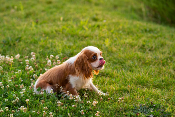 istock Spaniel puppy on the lawn 1336815334