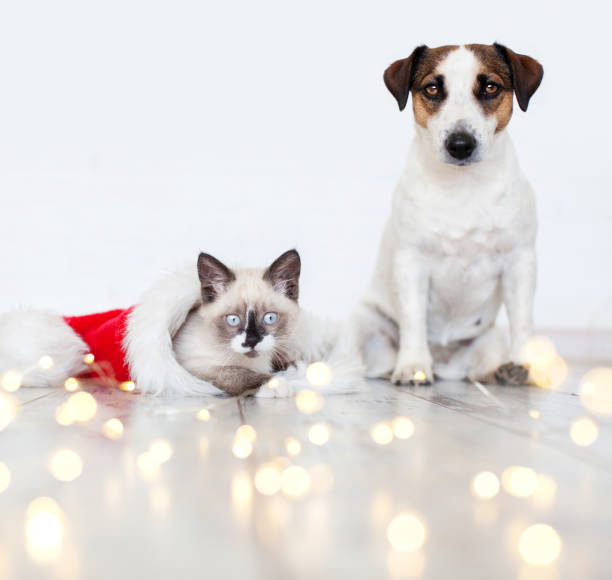 istock Cat in christmas hat and dog 1336815361