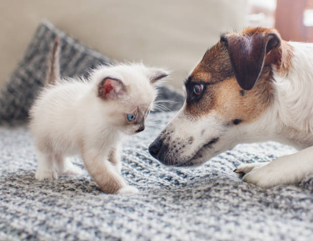 istock Dog and cat together 1336815423