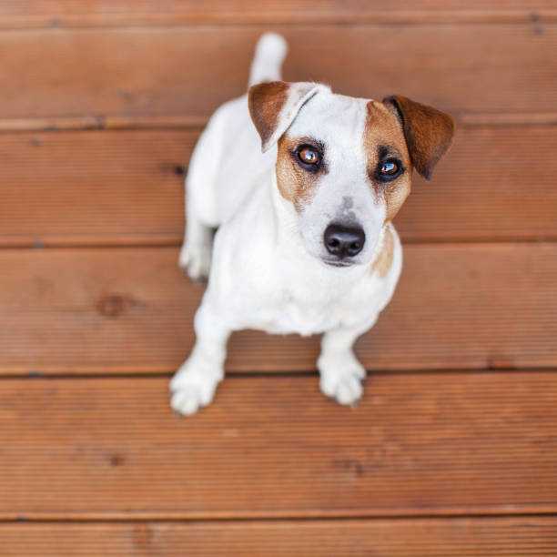 istock Dog at on wooden floor 1336815429