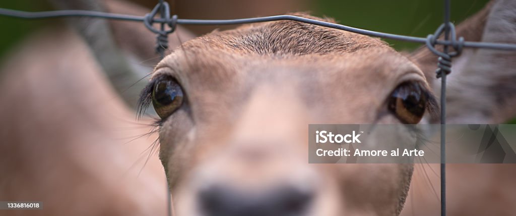 Red deer hind, behind a chain linked fence. Red deer hind, behind a chain linked fence. Concept to get freedom. Animals In Captivity Stock Photo