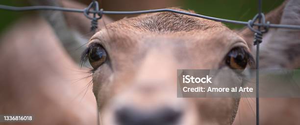 Red Deer Hind Behind A Chain Linked Fence Stock Photo - Download Image Now - Animals In Captivity, Deer, Prisoner