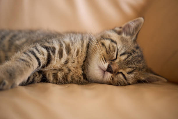 istock Cute tabby kitten is sleeping on the couch. Favorite pet fell asleep after playing. 1336816281