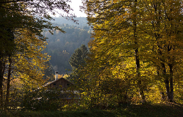 istock House in the Woods 133681674