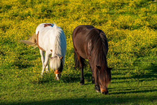 istock Icelandic horses in a yellow field 1336817135