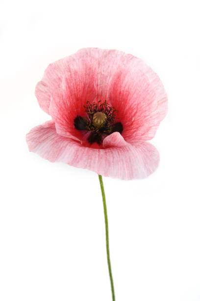 fiore di papavero isolato su sfondo bianco. - poppy pink close up cut flowers foto e immagini stock