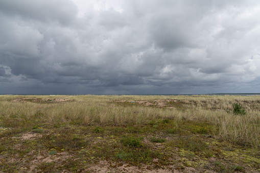 Wild marsh grass and sand dunes on the coast under an overcast and ominous dark sky