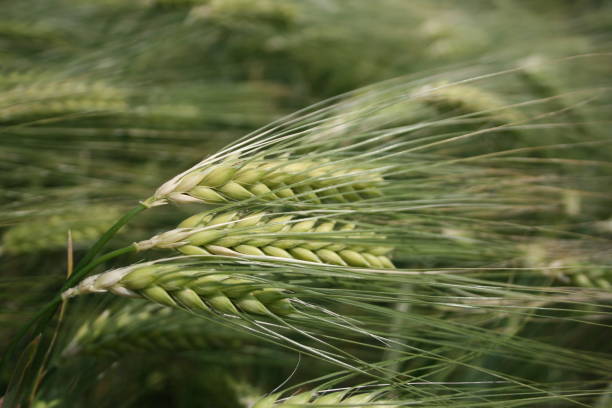 istock Beautiful ears of wheat 1336820054