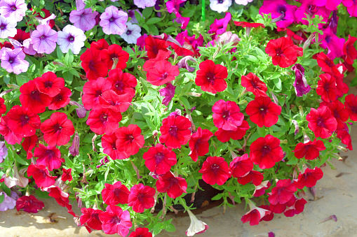 'Surfinia' petunia is weeping, cascading petunia hybrid, which was developed by a Japanese Brewery Suntory. The flowers come in various shades of colors, including red, white, orange, yellow, reddish purple and combinations of colors. The blooming spreads from the beginning of spring until fall.