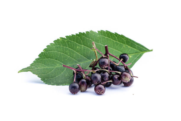 elderberry isolated on white background - elderberry imagens e fotografias de stock