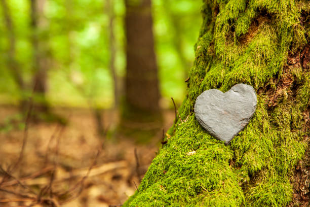Funeral Heart sympathy or stone funeral heart near a tree. Natural burial grave in the forest. Heart on grass or moss. tree burial, cemetery and All Saints Day concepts forest of calm, natural burial, place of burial photos stock pictures, royalty-free photos & images