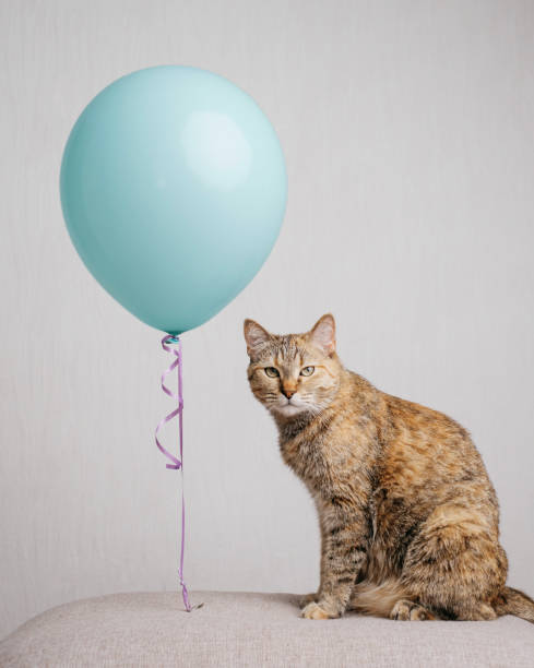 istock Domestic ginger cat sitting near a balloon. 1336821237