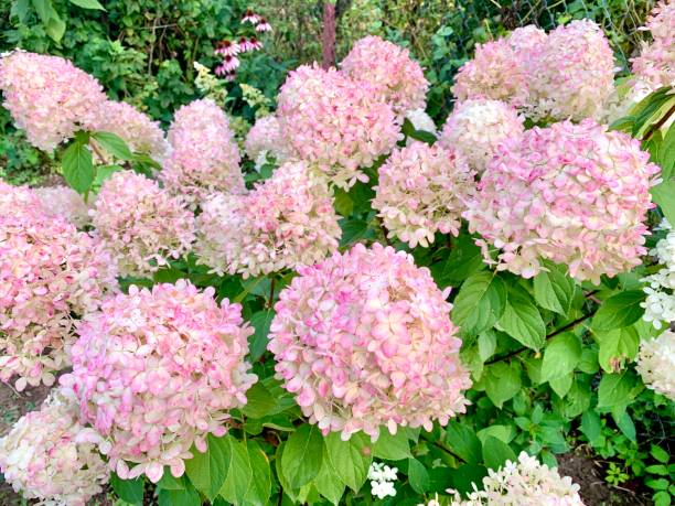 istock blooming pink hydrangea, flower garden 1336822255