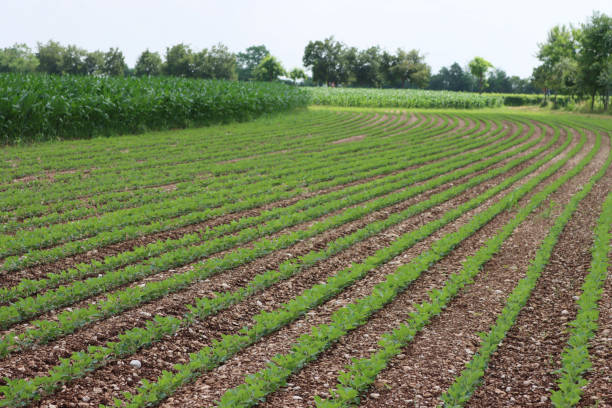 istock Green soybean field growing near corn field 1336823433