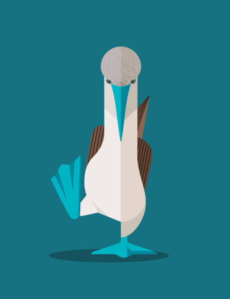 Blue-footed booby During the mating season, the male blue-footed boobies raise their paws high, showing the female their color. The richer the blue color of the paws, the more chances the male has to start a family, stylized image sula nebouxii stock illustrations