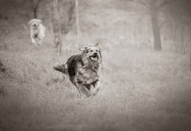 istock Monochrome dog portrait in motion 1336826743
