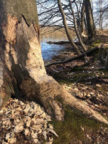 morsure de castor sur un arbre au bord du lac berlin, brandebourg, schorfheide - schorfheide photos et images de collection