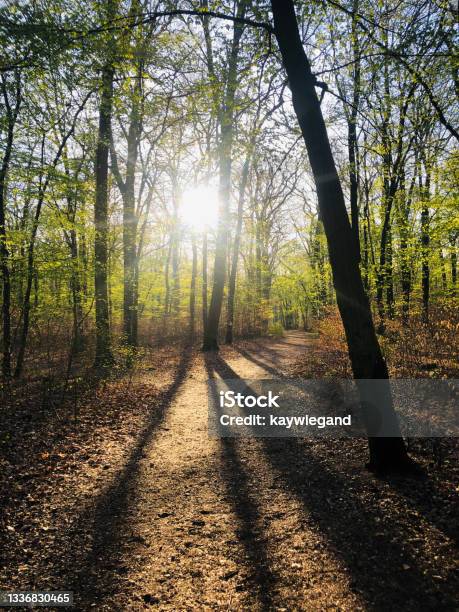 Walk In Plänterwald Berlin Forest In Spring Time Stock Photo - Download Image Now - Berlin, Capital Cities, Color Image