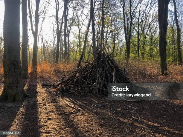 Woodpile In Plänterwald Berlin Forest In Spring Time Stock Photo - Download Image Now