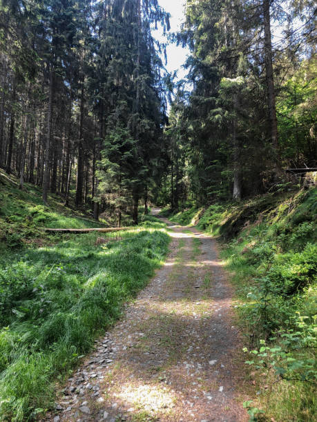 istock hiking trail with view in saxon switzerland 1336831503