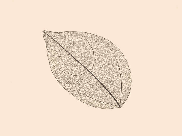 istock Art abstract sepia skeleton leaf detail texture on Brown background. 1336831583