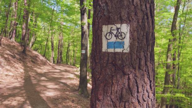 istock Biking and Hiking Trail Markings on a Tree by Path Through Green Forest 1336832364