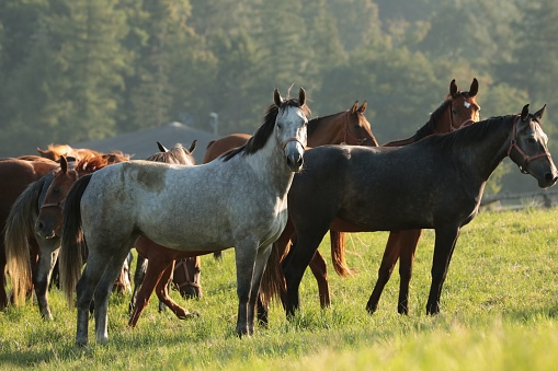 Mares in the pasture on a sunny morning