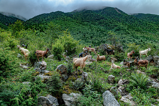 Herd of kashmir (pashmina) goats, Tibet,ob  river Zheduo, Kangding, Sichuan, China