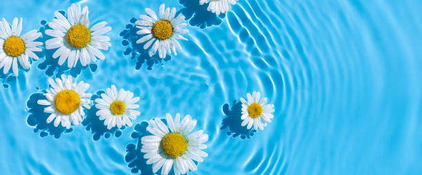 istock Chamomile flowers on a blue water background with concentric circles from a drop. Top view Flat lay. Banner 1336835082