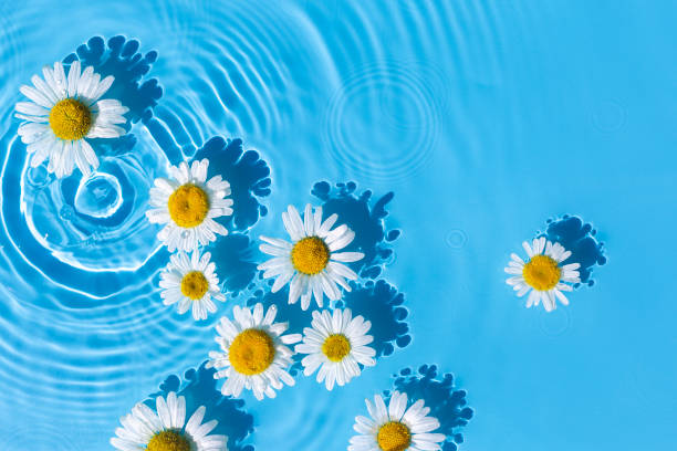 istock Chamomile flowers on a blue water background with concentric circles from a drop. Top view, flat lay 1336835087