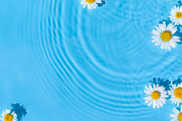 istock Chamomile flowers on a blue water background with concentric circles from a drop. Top view, flat lay 1336835094