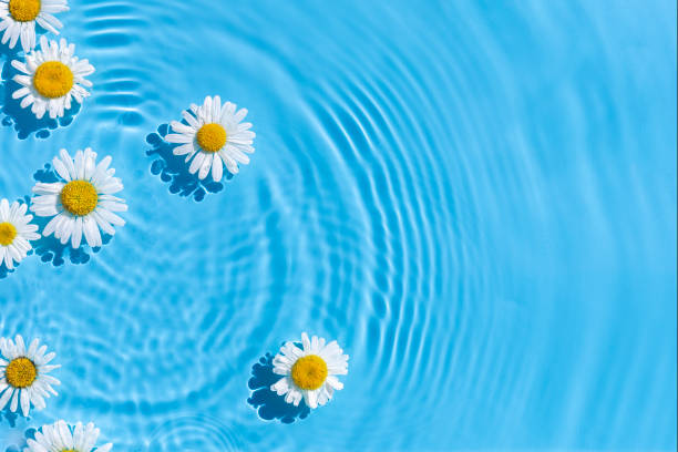 istock Chamomiles on a background of blue water under natural light. Top view, flat lay 1336835126