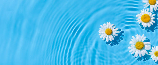 istock Chamomiles on a background of blue water under natural light. Top view, flat lay. Banner 1336835143