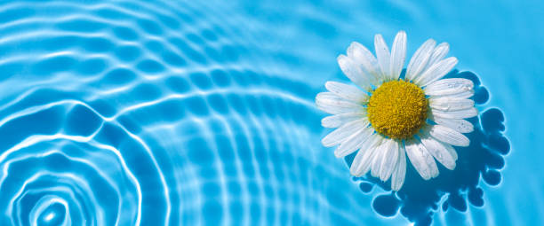 istock One chamomile on a background of blue water. Top view, flat lay. Banner 1336835172