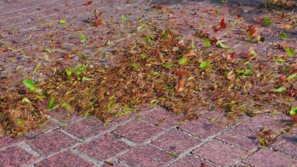 istock Gardener using Air Blower to Clean Leaves and Mowed Grass from Brick Sidewalk 1336836511
