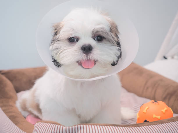 istock Sick dog wearing funnel collar with sad on pet bed. 1336836566