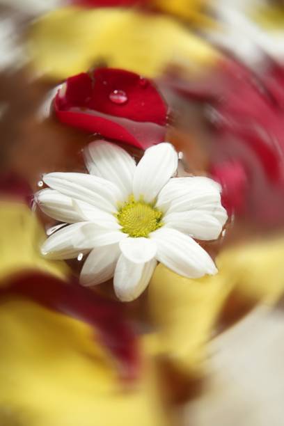 istock Rose petals and daisy flower on water spa 1336837268