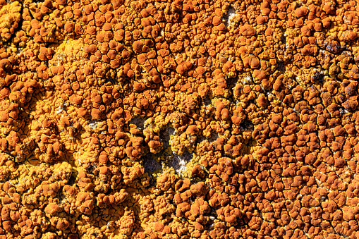 Lichen on a stone