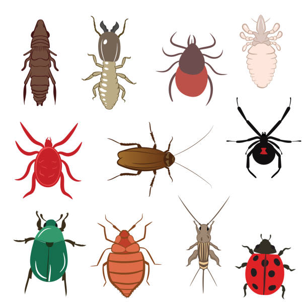 flohläuse zecken termiten wanze kakerlake spinne marienkäfer cricket milbe käfer - infestation stock-grafiken, -clipart, -cartoons und -symbole