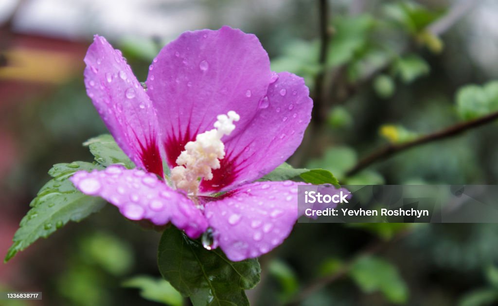 Syrian ketmia flowers, Hibiscus syriacus. Syrian hibiscus ornamental flowering plant, purple purple flowers in the garden with raindrops or morning ross on cakes and leaves. Floral background Hibiscus Syriacus Stock Photo