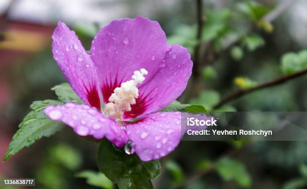 Syrian Ketmia Flowers Hibiscus Syriacus Syrian Hibiscus Ornamental Flowering Plant Purple Purple Flowers In The Garden With Raindrops Or Morning Ross On Cakes And Leaves Floral Background Stock Photo - Download Image Now