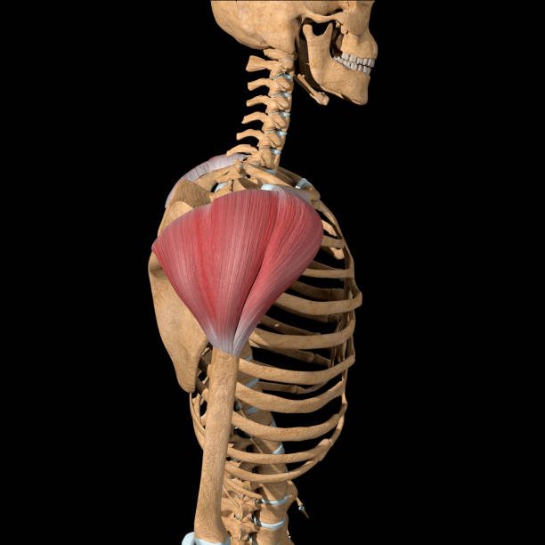 3d illustration of the deltoid muscles side view - deltoid imagens e fotografias de stock