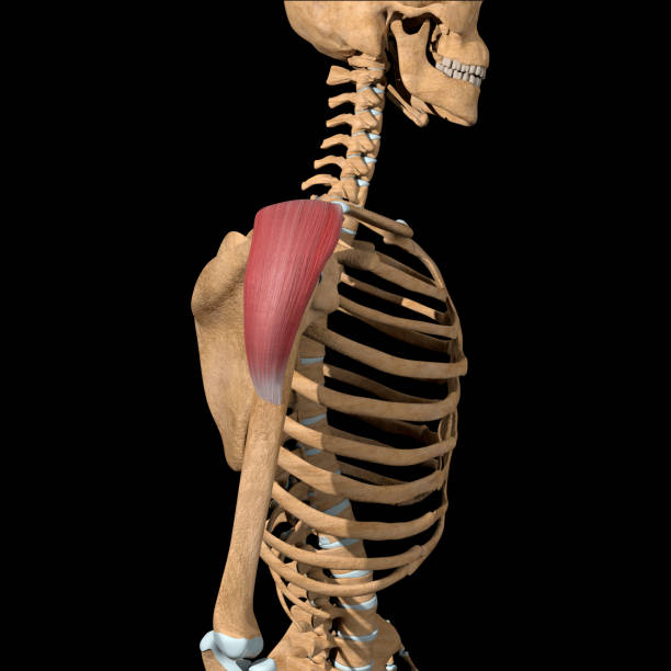 ilustración 3d de la cabeza medial de los músculos deltoides vista lateral - deltoid fotografías e imágenes de stock