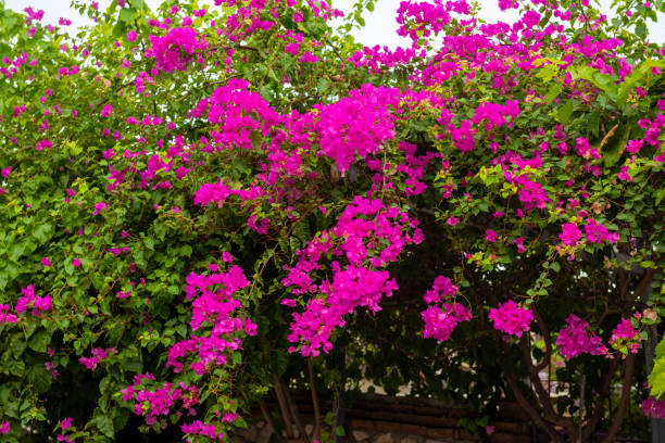 istock Bougainvillea flowers from Oludeniz. 1336840353