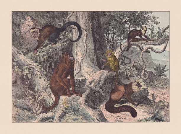 Primates, hand-colored chromolithograph, published in 1869 Primates: a) Colombian red howler (Alouatta seniculus); b) Colombian white-faced capuchin (Cebus capucinus); c) Guianan squirrel monkey (Saimiri sciureus); d) Golden lion tamarin (Leontopithecus rosalia); e) Black lemur (Eulemur macaco). Hand colored chromolithograph after a drawing by Christian Votteler (German illustrator, 1840 - 1916), published in 1869. howler monkey stock illustrations