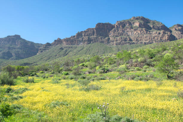 Almond  in flower. North of Gran Canaria. Canary Islands. Spain.