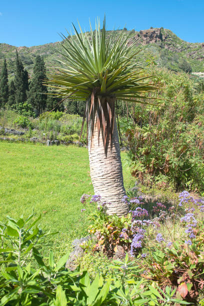 istock Palm in the  botanical garden 1336841363