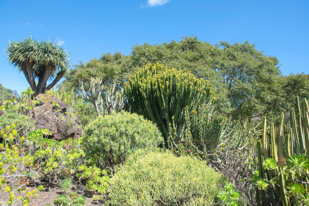 istock Gran Canaria botanical garden 1336841391