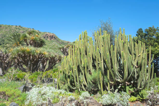 istock Cacti in the   botanical garden 1336841459